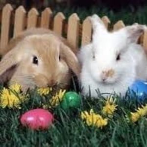 Meet your Posher, Jane